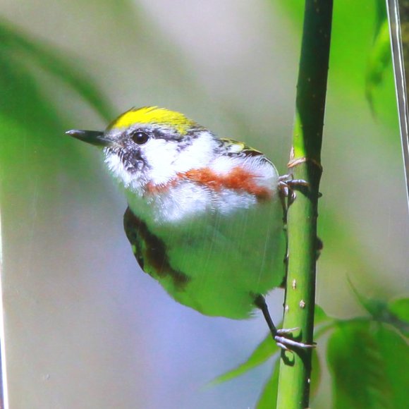 Beautiful Bird Set of a Palm Warbler & Chestnut Sided Warbler - Picture 7 of 7